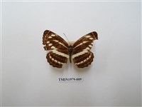 藏品(細帶環蛺蝶)的圖片